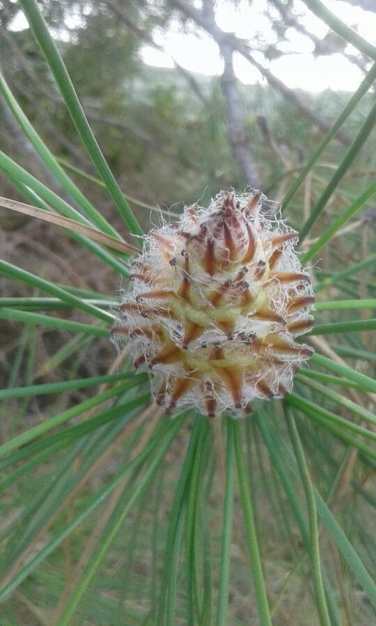 Pinus rigida flower