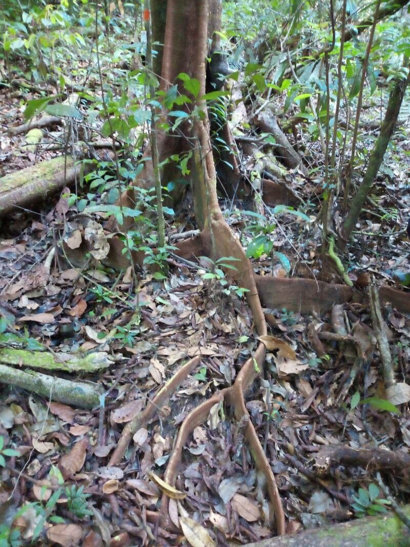 Tachigali melinonii bark