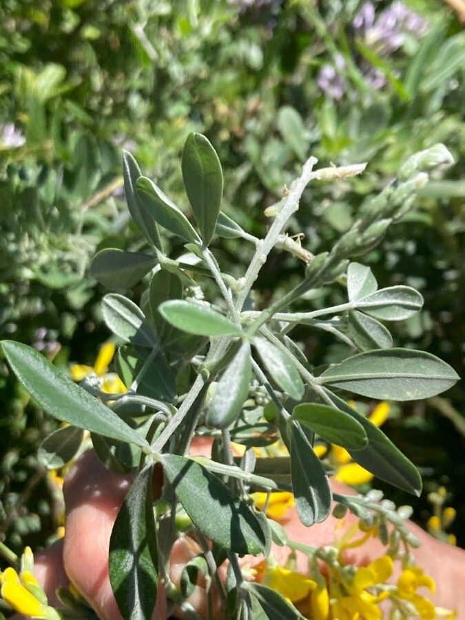 Genista stenopetala leaf