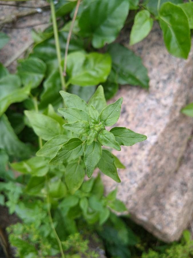 Parietaria debilis — search result for 'Urticaceae'