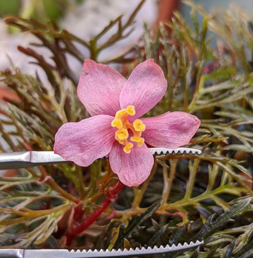 Begonia bipinnatifida flower