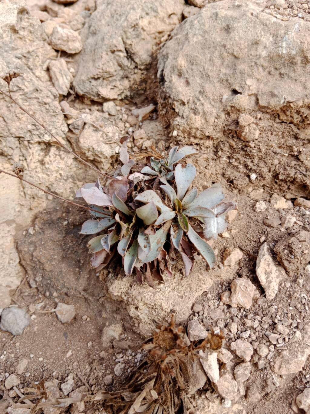Limonium tournefortii leaf