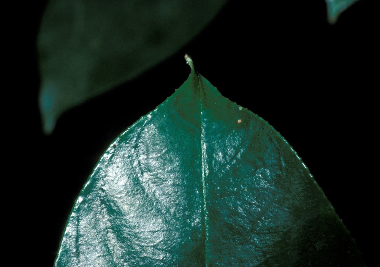 Pellacalyx yunnanensis — houseplant care guide