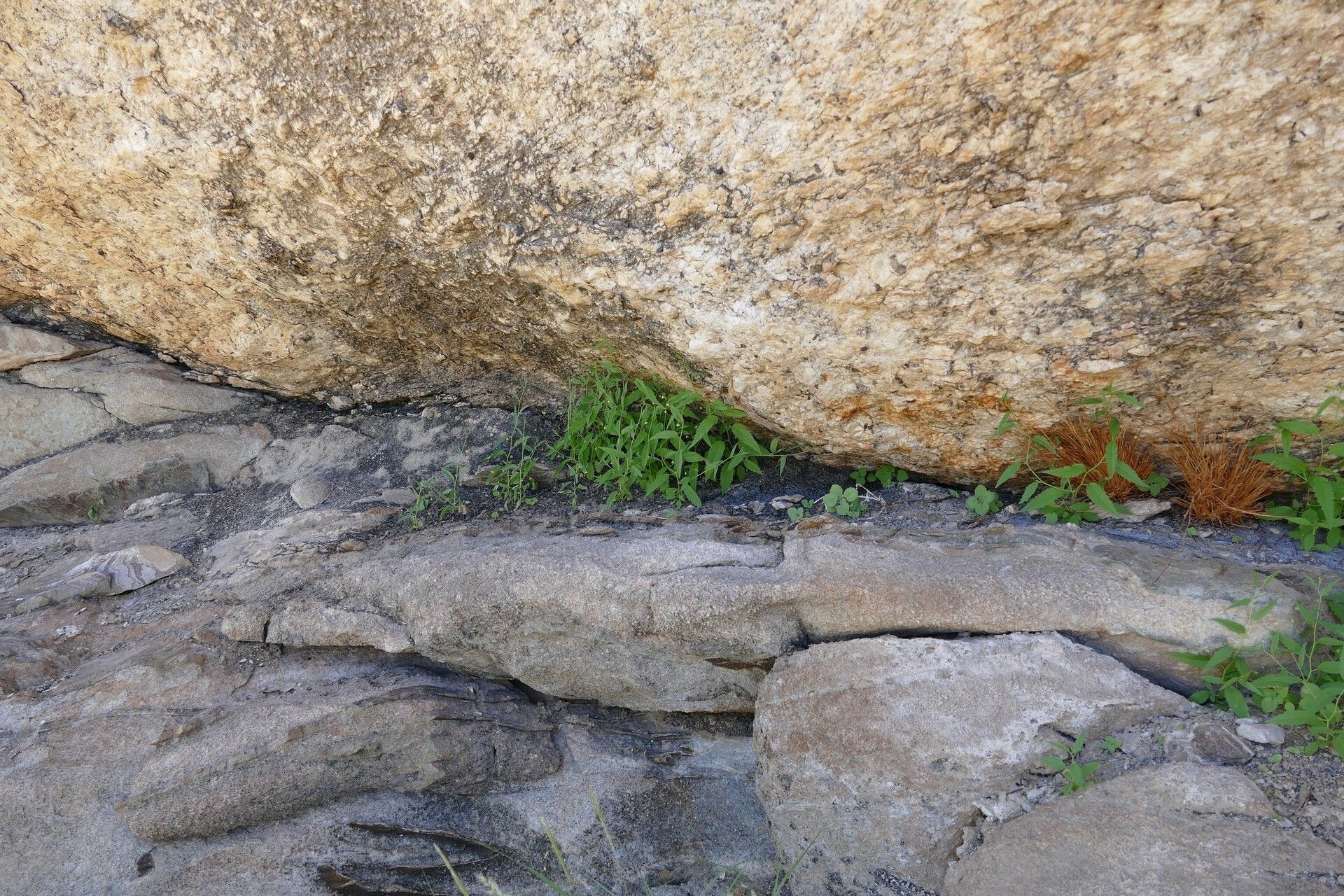 Hermannia tigreensis habit