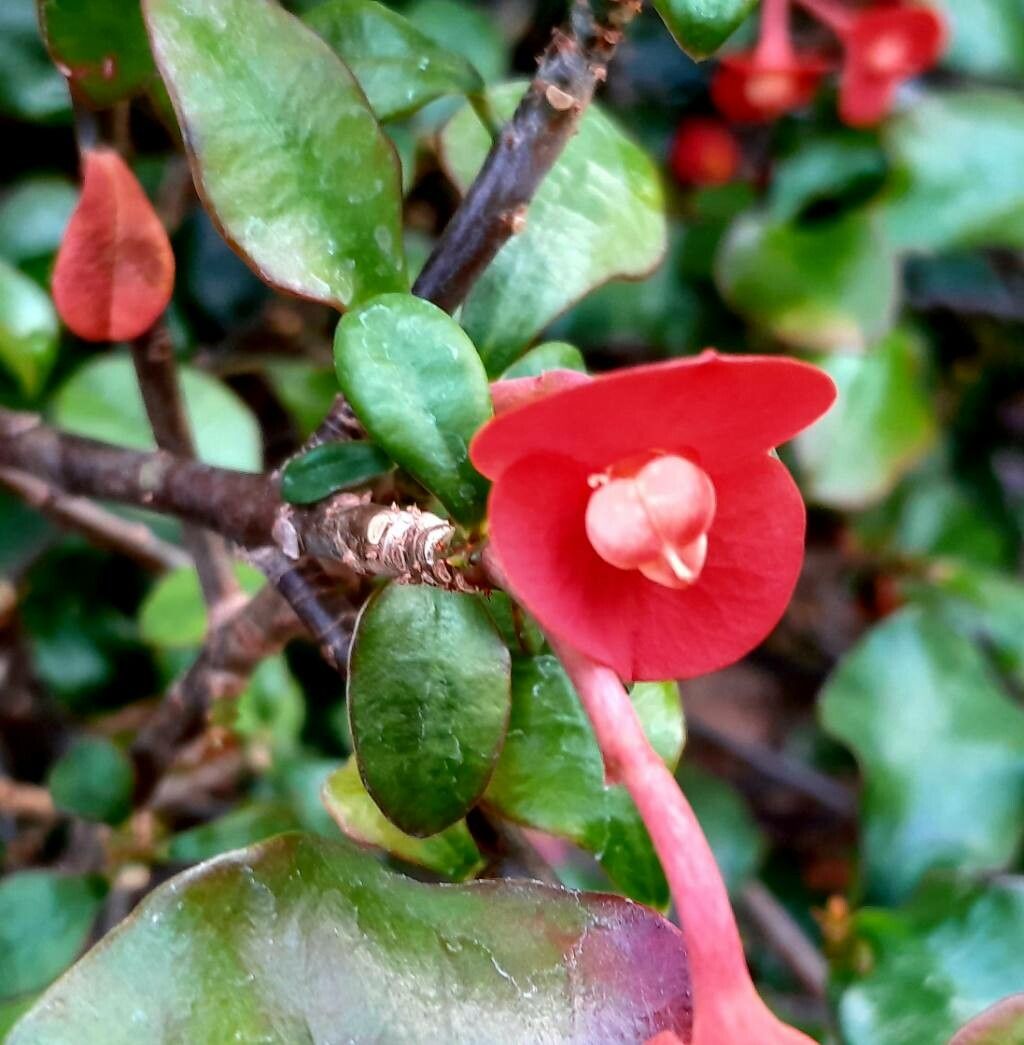 Euphorbia geroldii fruit