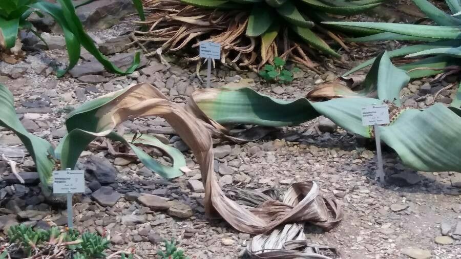 Welwitschia mirabilis — search result for 'Angola'