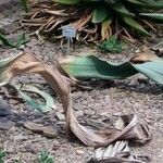 Welwitschia mirabilis