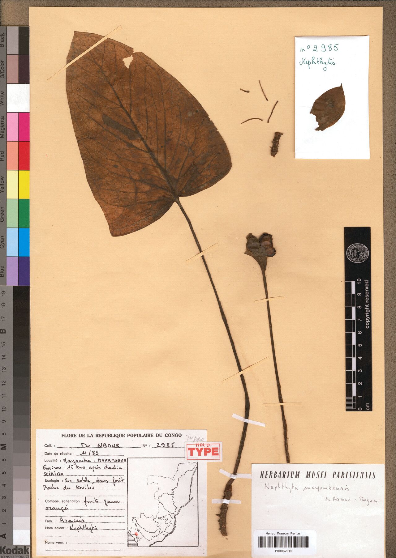 Nephthytis mayombensis