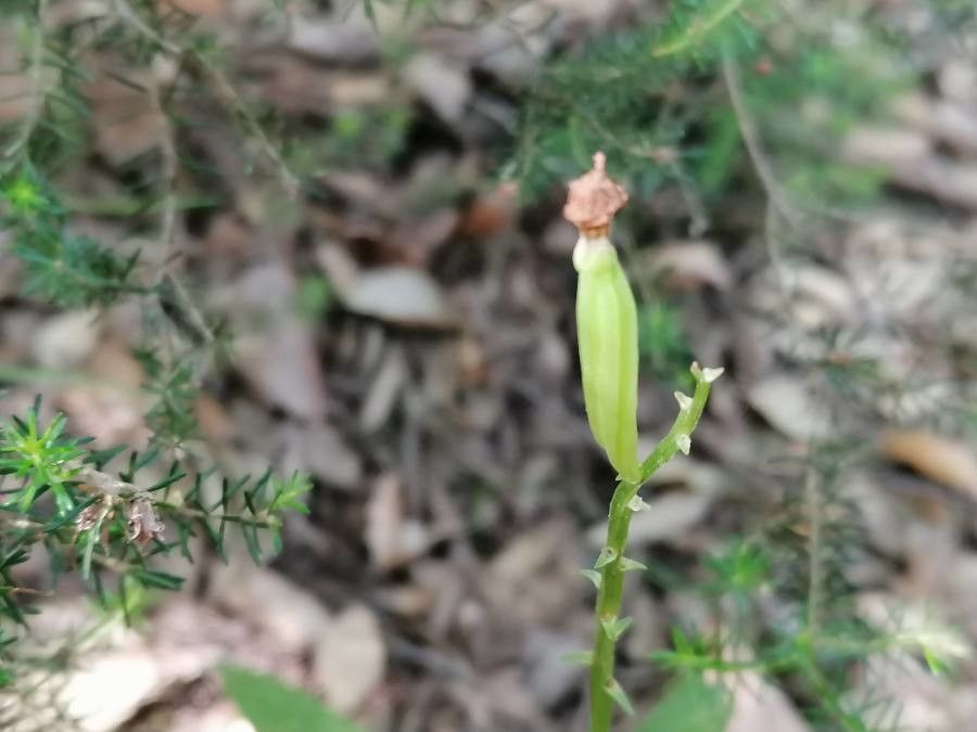 Cephalanthera longifolia fruit