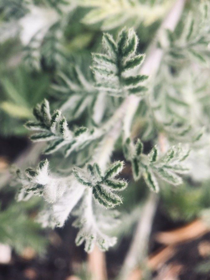Helenium puberulum — search result for 'Perennial or annual herb'