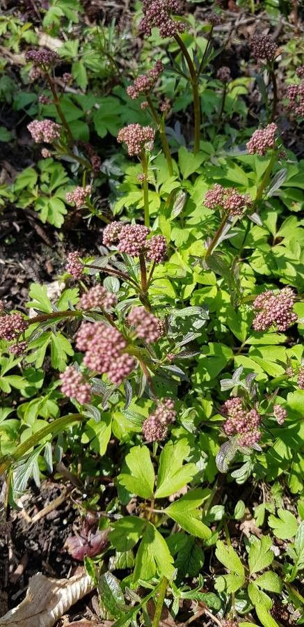 Valeriana dioica fruit