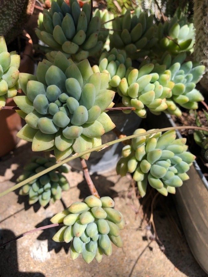 Sedum pachyphyllum leaf