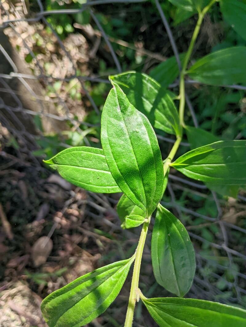 Baccharis trinervis leaf