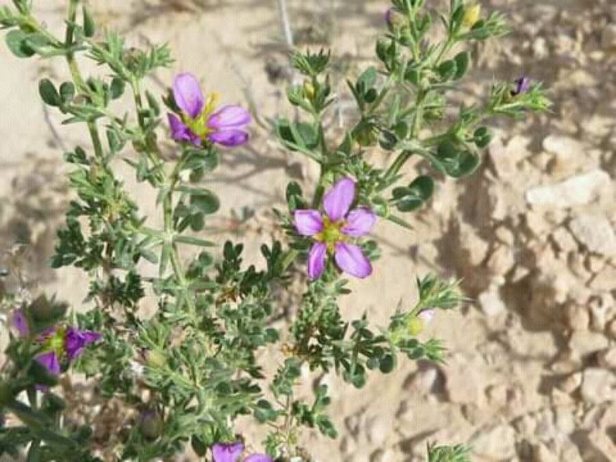 Fagonia mollis — houseplant care guide