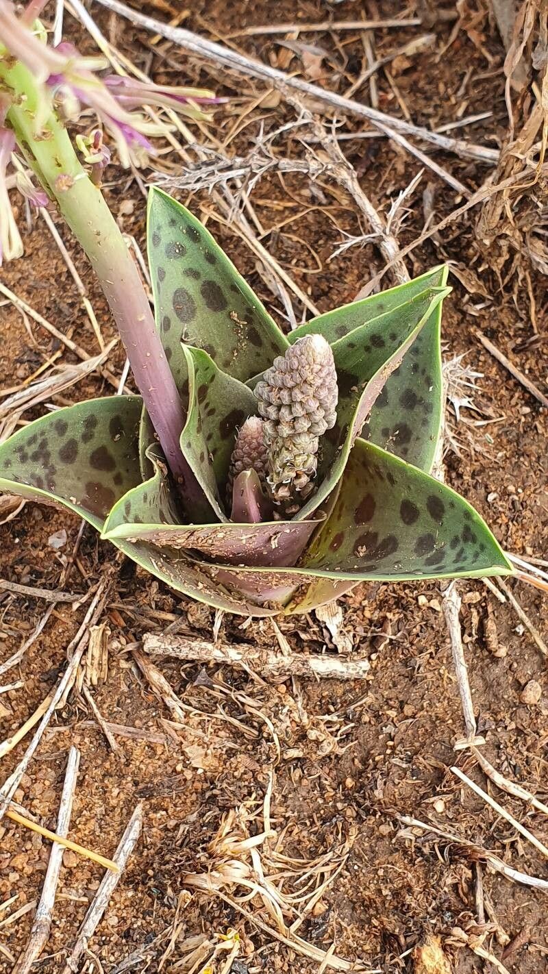 Ledebouria revoluta leaf