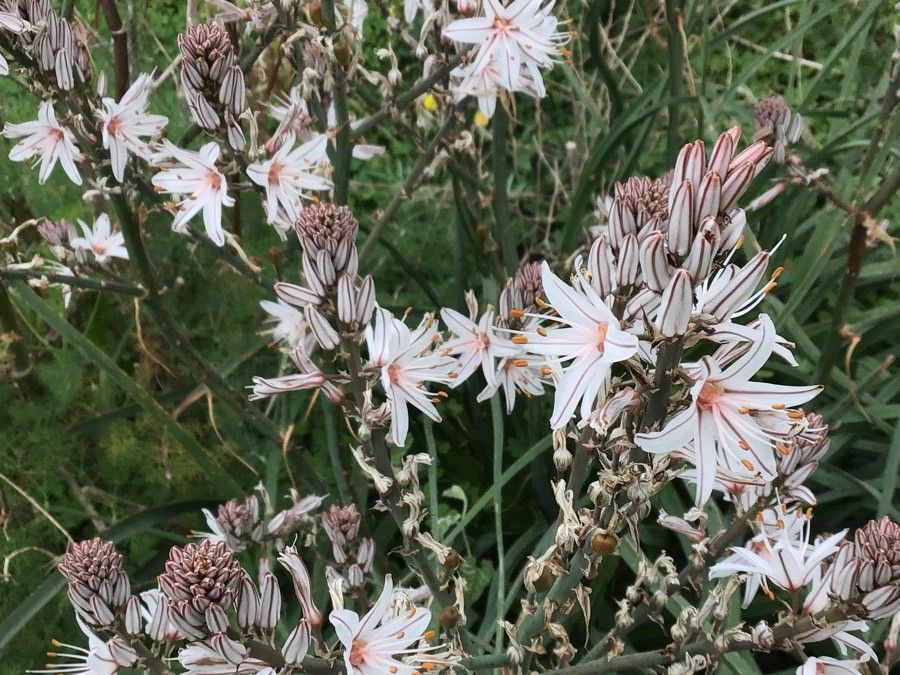 Asphodelus aestivus flower