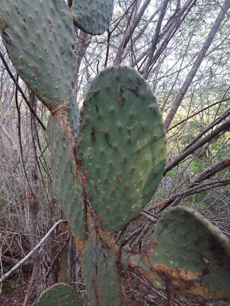 Opuntia excelsa — houseplant care guide
