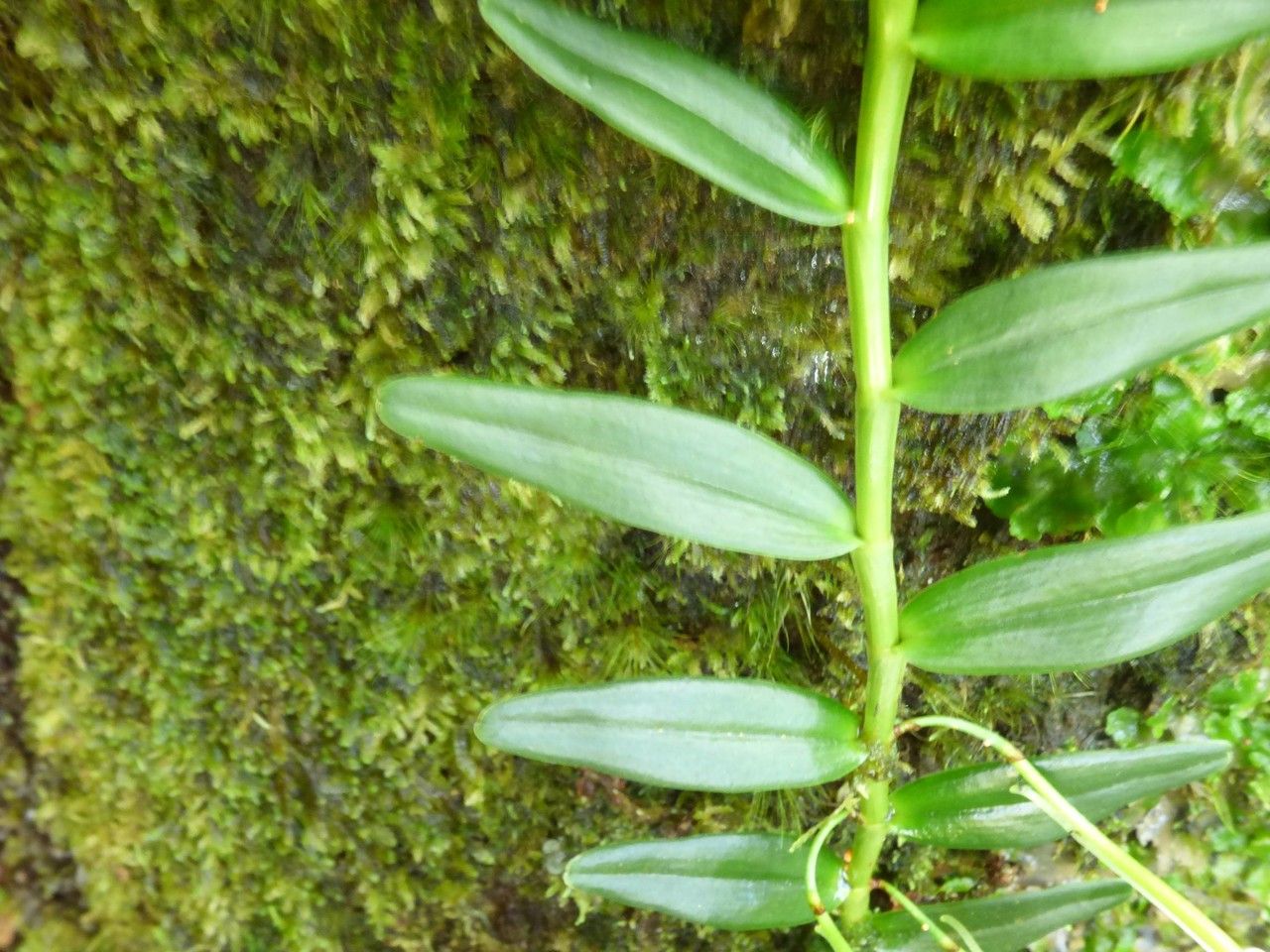 Angraecum ramosum leaf