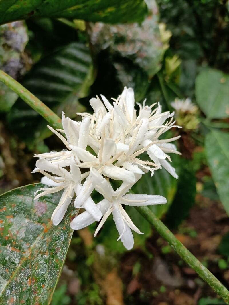 Coffea canephora flower