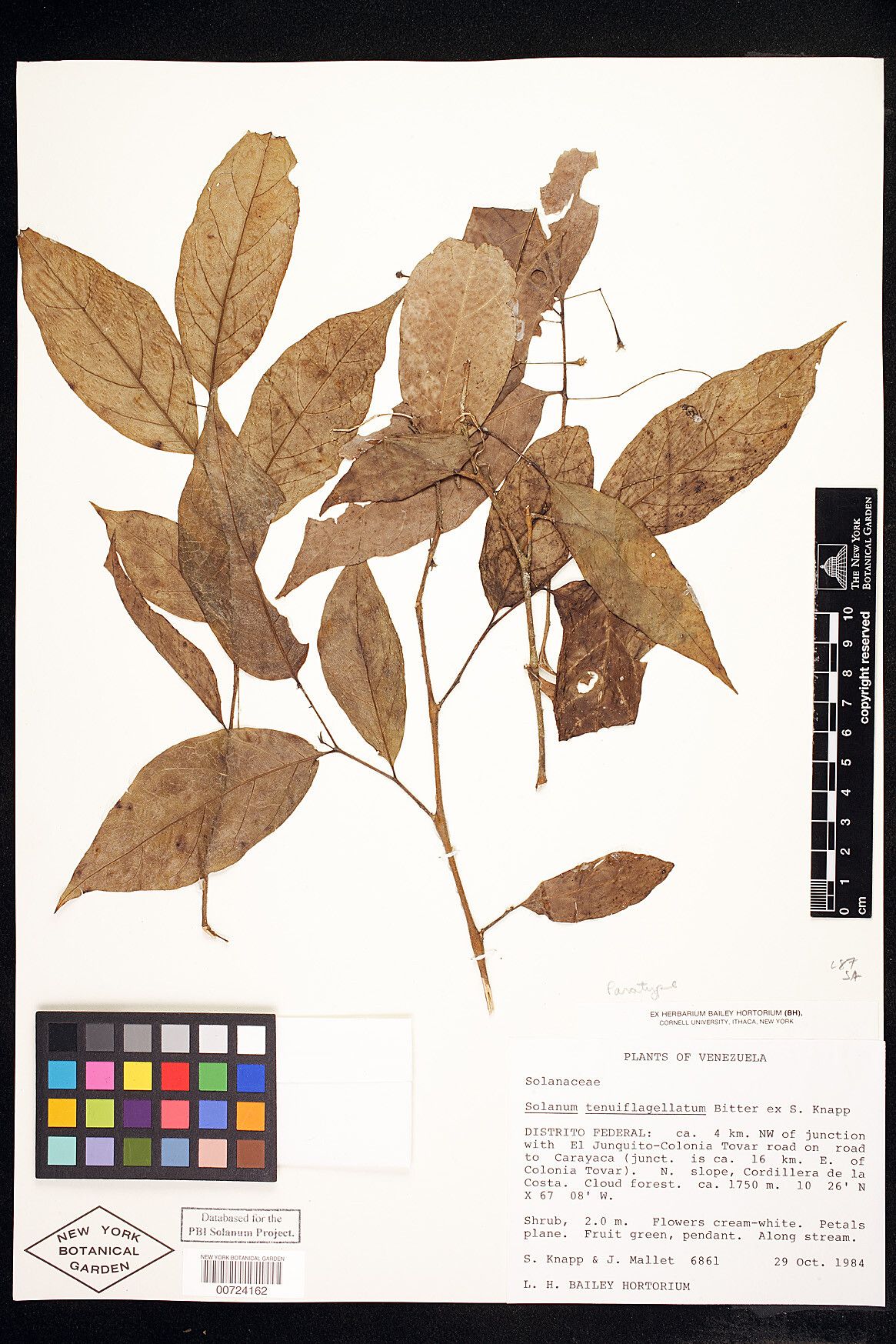 Solanum tenuiflagellatum — houseplant care guide