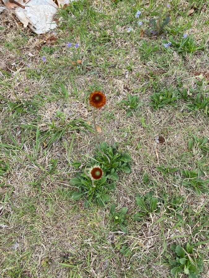 Gaillardia suavis — search result for 'Gaillardia'