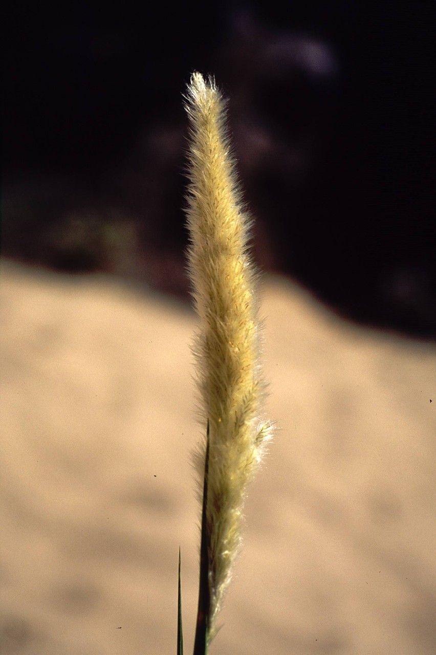 Imperata brevifolia habit