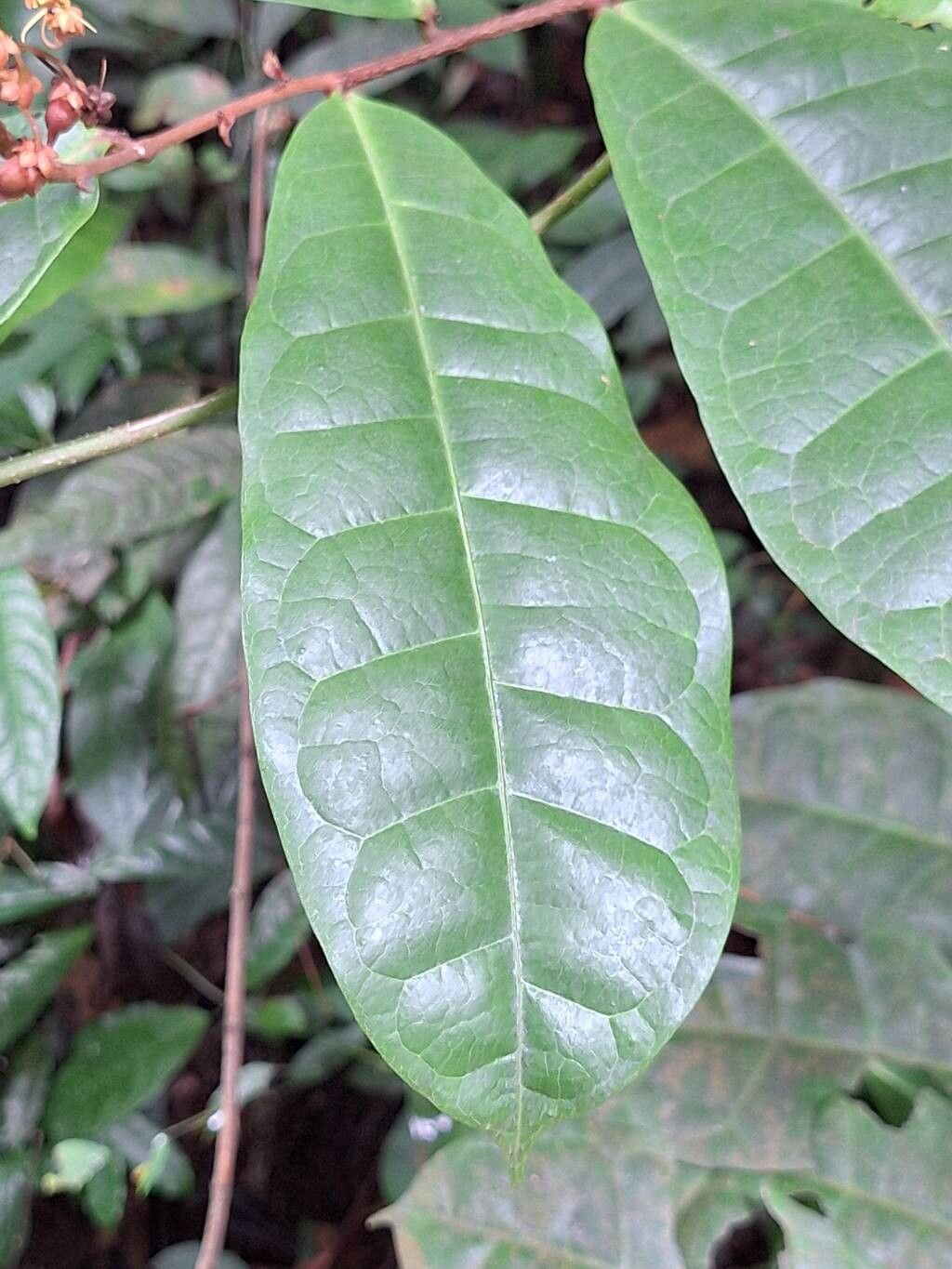 Acridocarpus longifolius leaf