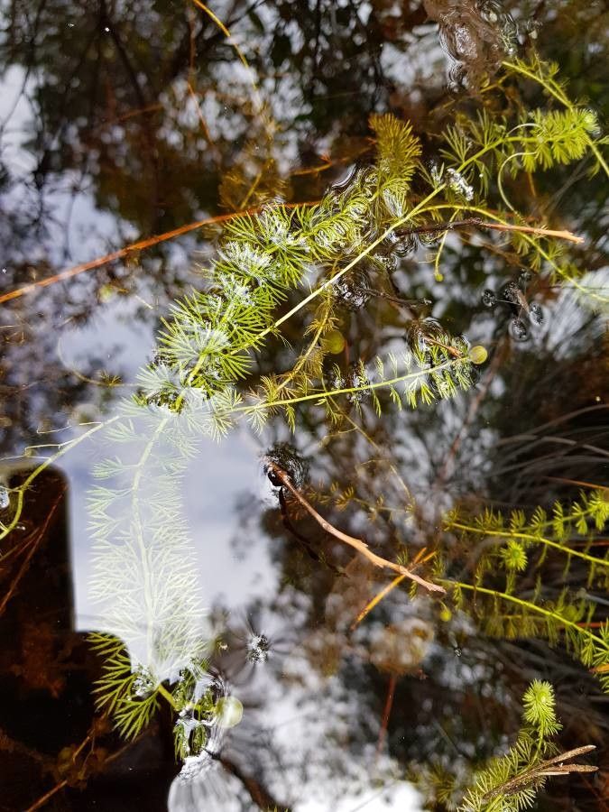 Utricularia intermedia — search result for 'Utricularia'