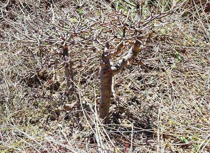 Euphorbia physoclada habit