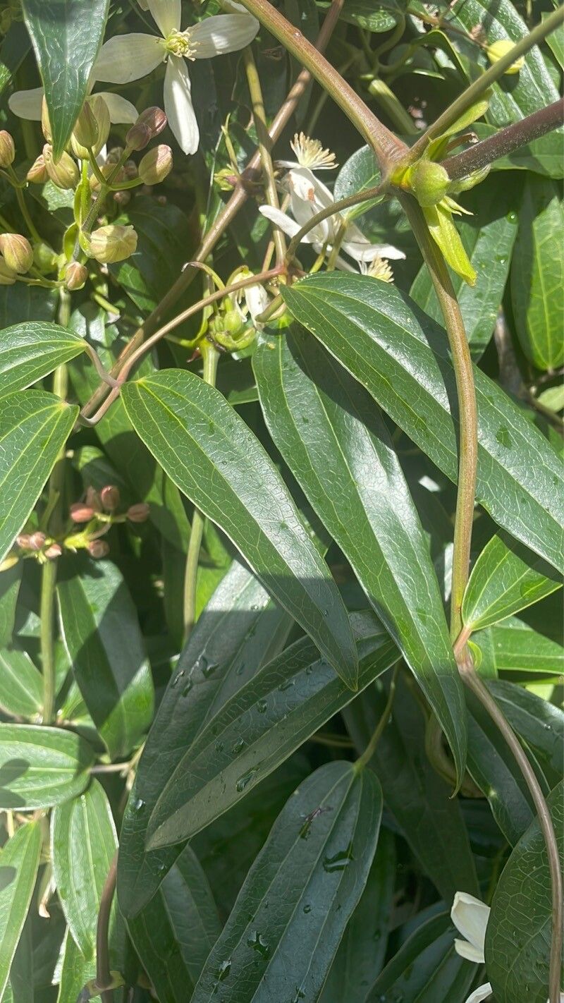 Clematis armandi leaf