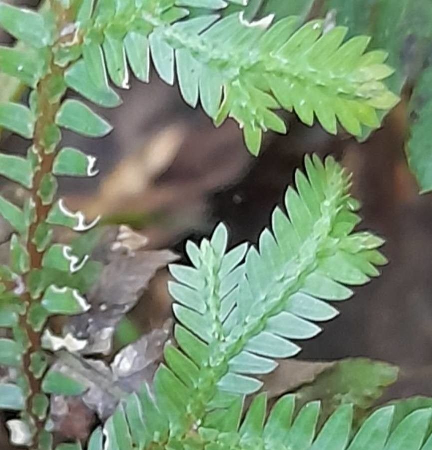 Selaginella sulcata other