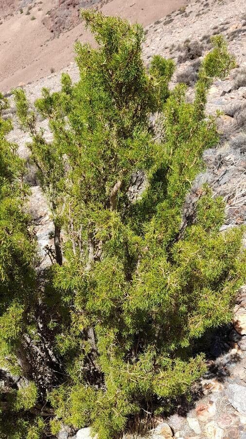 Adesmia pinifolia habit