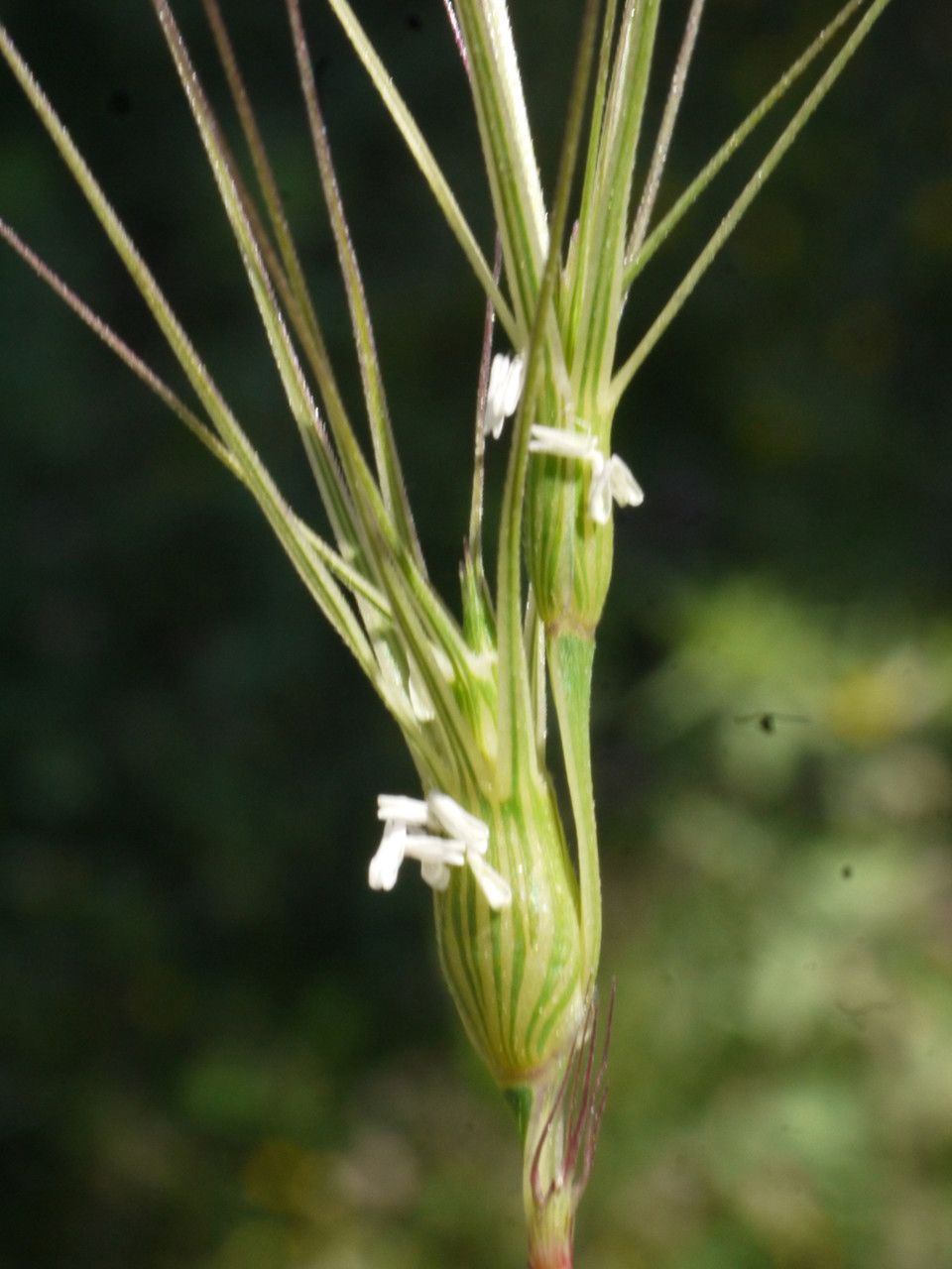 Aegilops biuncialis flower