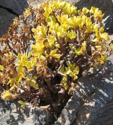 Othonna lasiocarpa flower