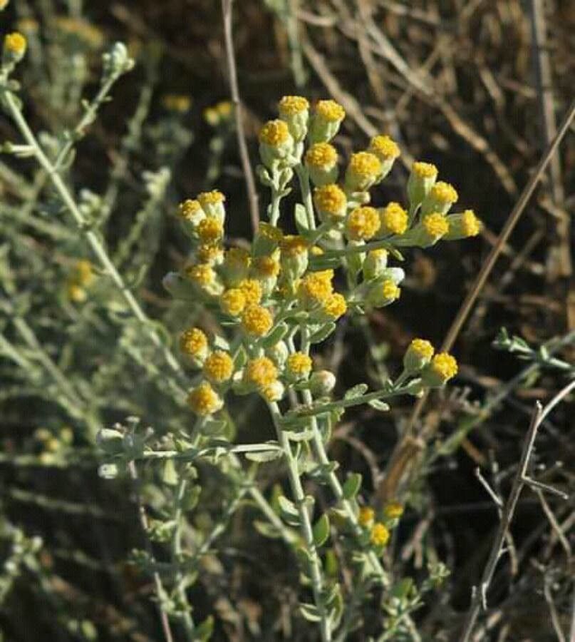Achillea fragrantissima — search result for 'Achillea'