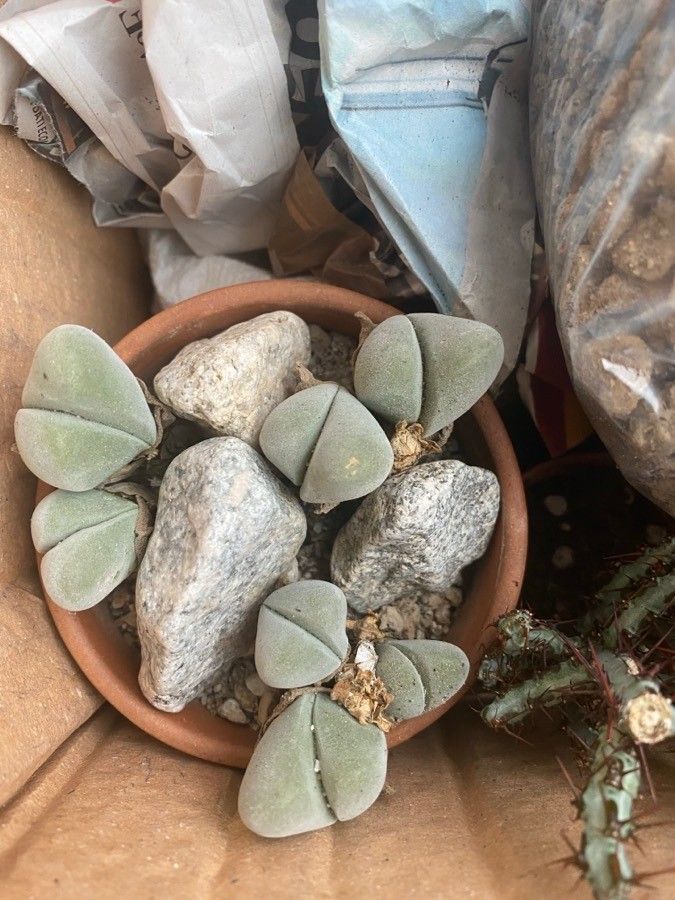 Gibbaeum dispar — search result for 'Aizoaceae'