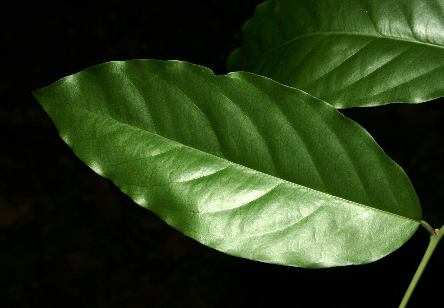 Morisonia polyantha — houseplant care guide