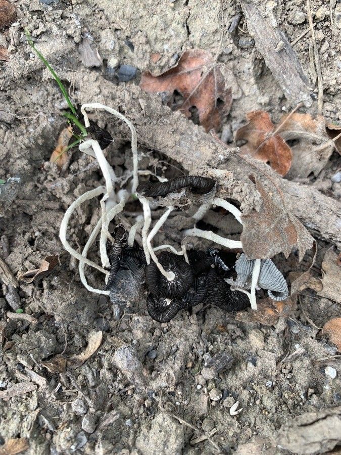 Dianthus broteroi leaf