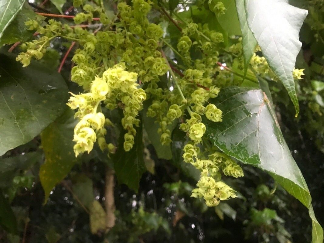 Macaranga tanarius flower