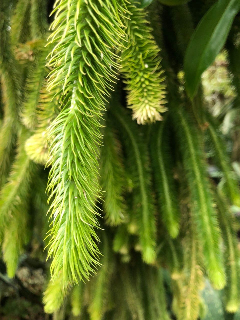 Lycopodium squarrosum fruit