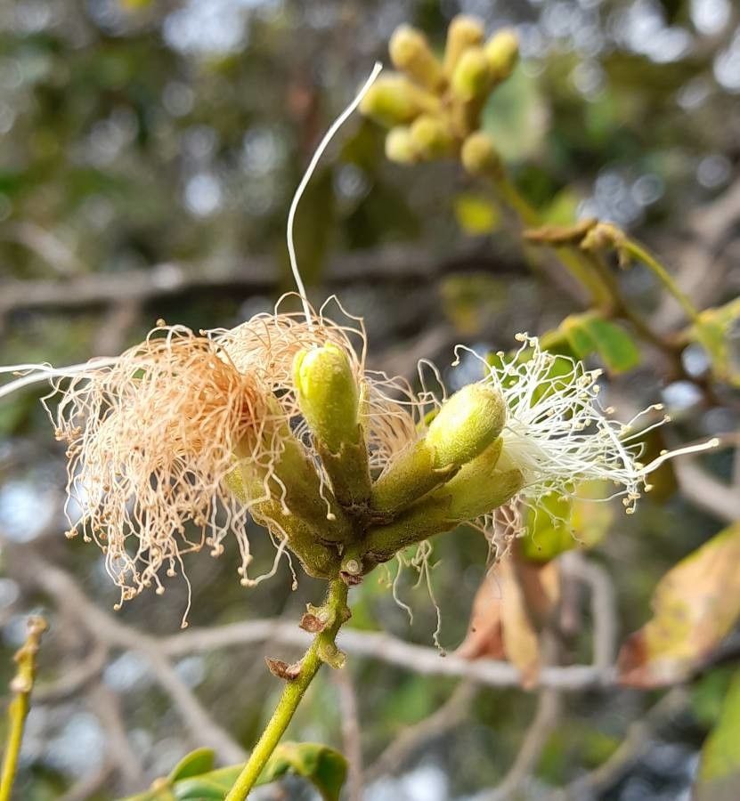 Inga uraguensis flower