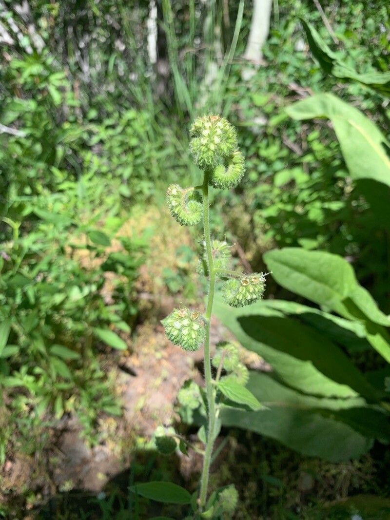 Phacelia nemoralis flower