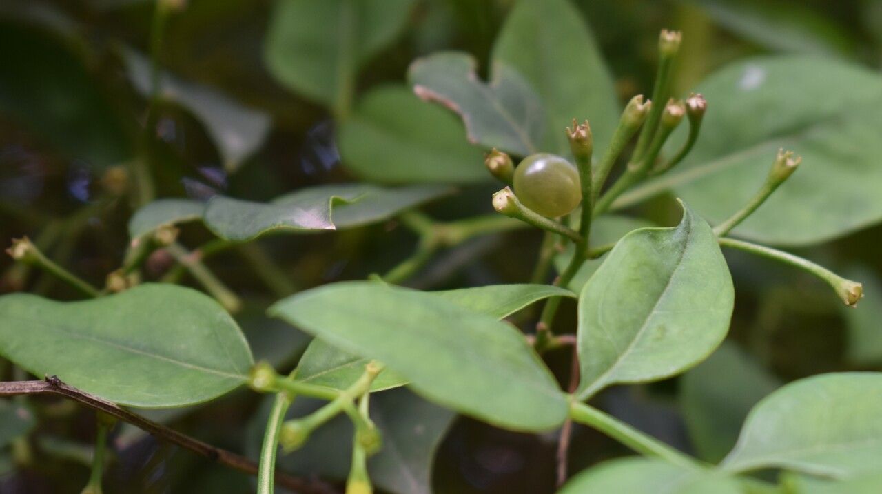 Jasminum humile fruit