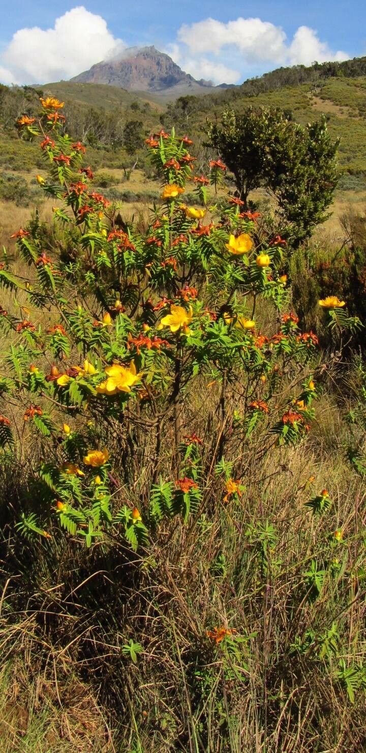 Hypericum revolutum habit