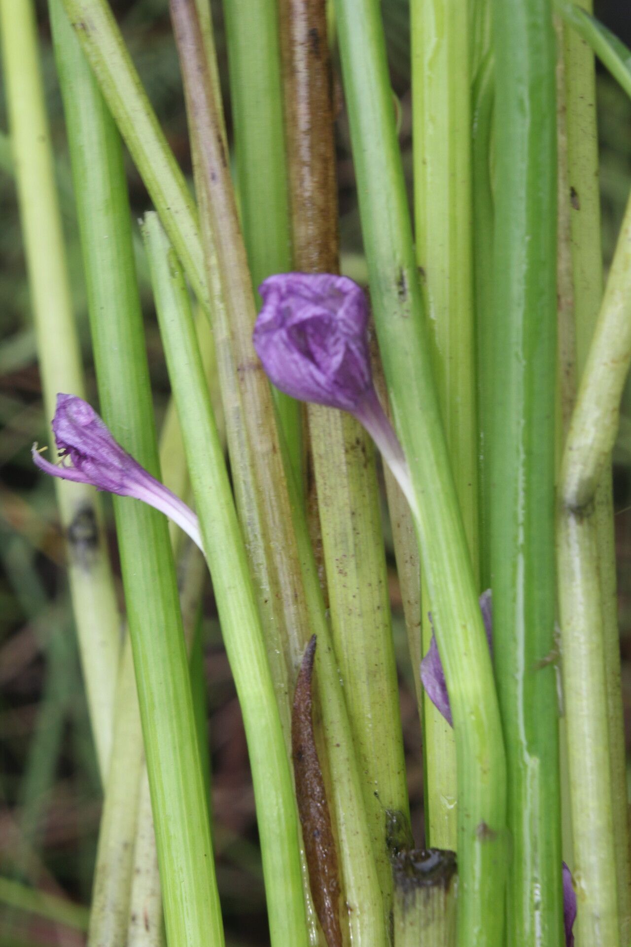 Pontederia paradoxa flower