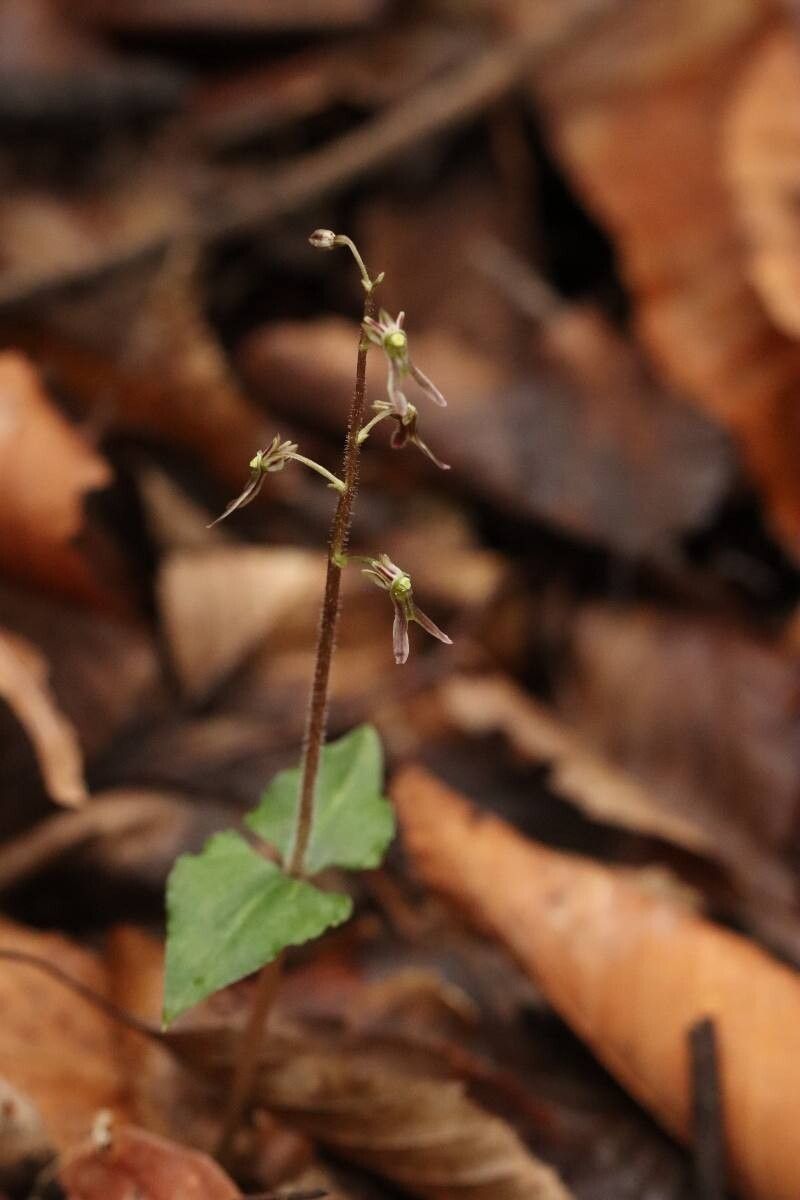 Neottia japonica — houseplant care guide