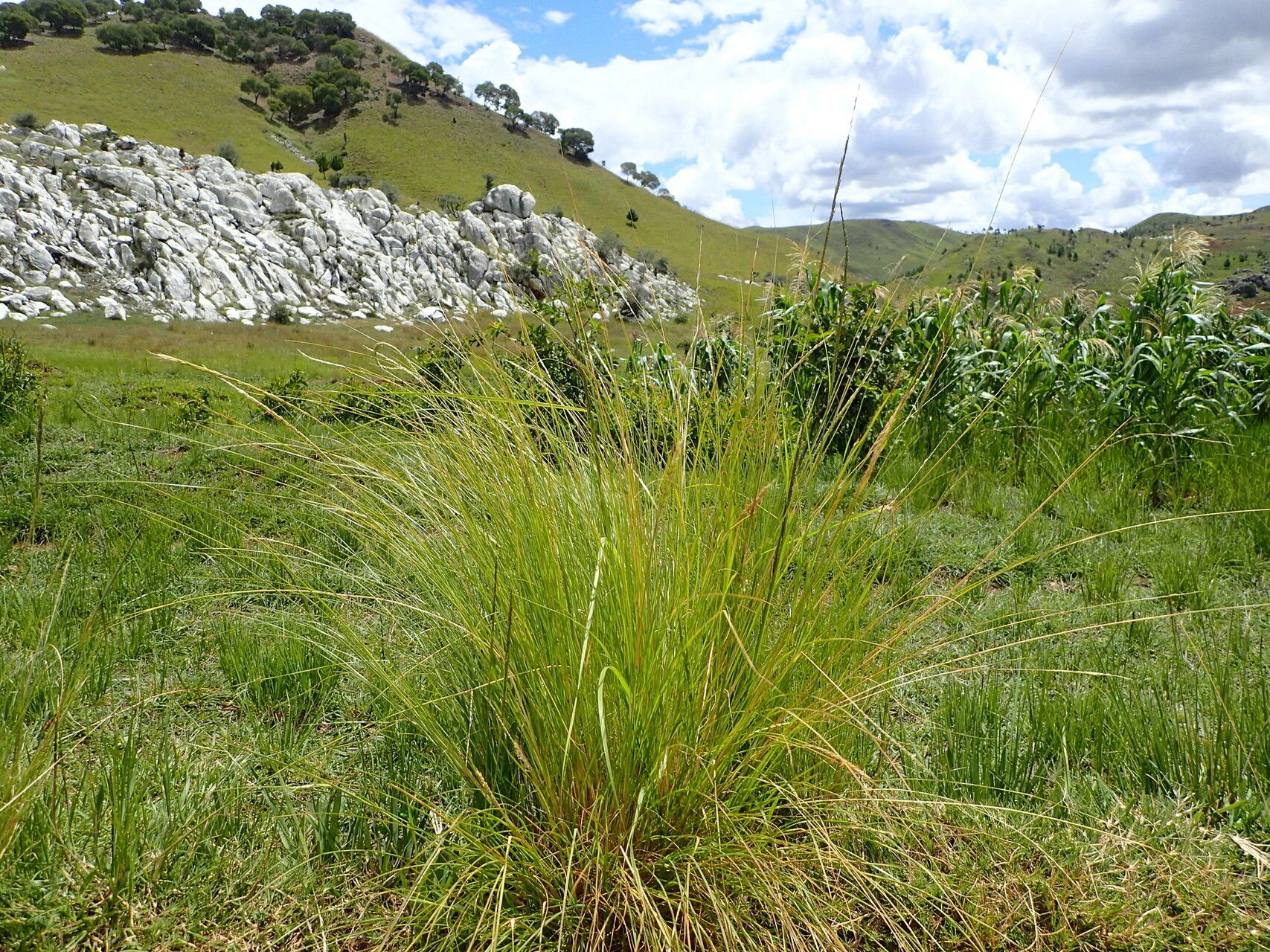 Cenchrus pseudotriticoides — houseplant care guide