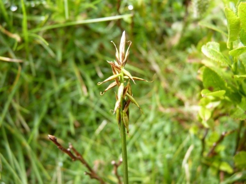 Carex macrostylos fruit