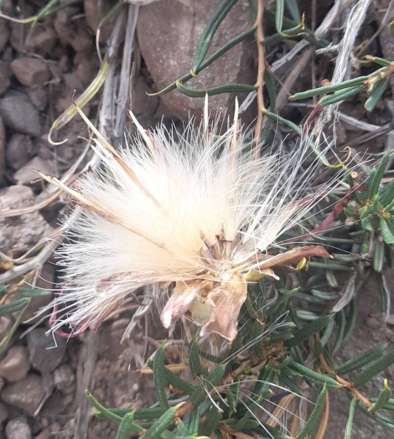 Mutisia subulata fruit