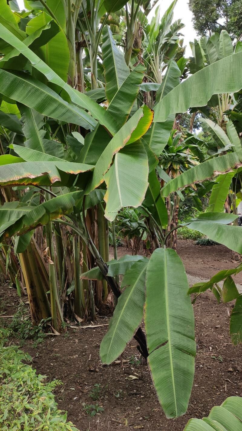 Musa nagensium habit